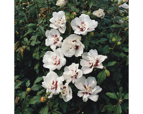 Blommande hibiskusbuske med vita blommor