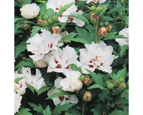 Hibiskusbuske med vita blommor
