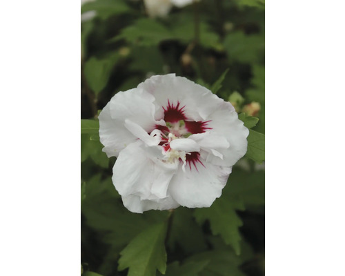 Hibiskusblomma med vitt kronblad och rött centrum