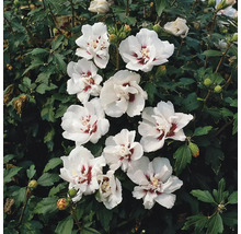 Blommande hibiskusbuske med vita blommor