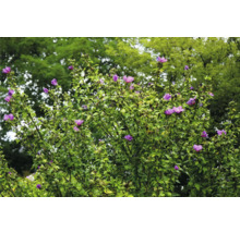 Blommande hibiskusbuske i trädgården
