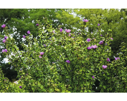 Blommande hibiskusbuske i trädgården
