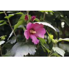 Hibiskusblomma med knoppar och gröna blad