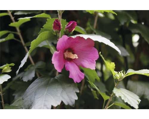 Hibiskusblomma med knoppar och gröna blad
