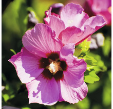 Närbild av en rosa hibiskusblomma
