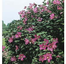 Blommande hibiskusbuske med gröna blad