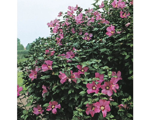Blommande hibiskusbuske med gröna blad
