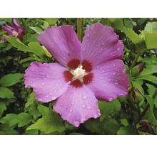 Närbild av en rosa hibiskusblomma med vattendroppar