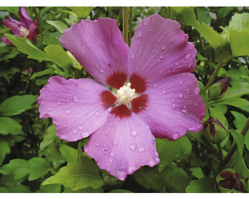 Närbild av en rosa hibiskusblomma med vattendroppar