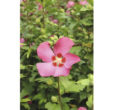 Blomma av trädgårdshibiskus