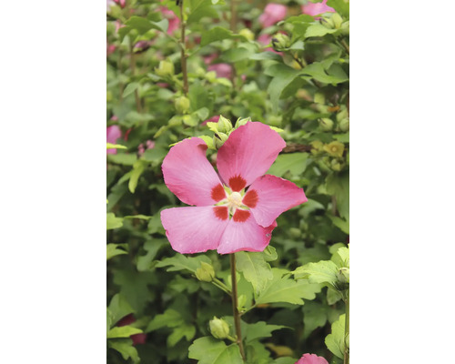 Blomma av trädgårdshibiskus