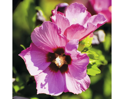 Närbild av en rosa hibiskusblomma