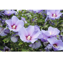 Närbild av blå hibiskusblommor
