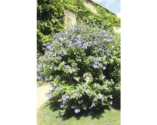 Blommande hibiskusbuske i trädgården