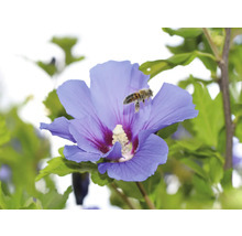 Blomma av en trädgårdshibiskus med ett honungsbi som landar på den