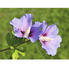 Två blommande hibiskusblommor