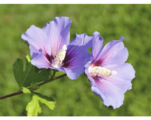 Två blommande hibiskusblommor