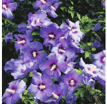 Blommor av hibiskusbuske