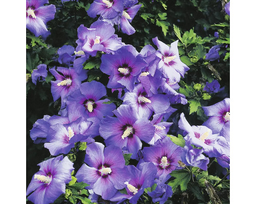 Blommor av hibiskusbuske