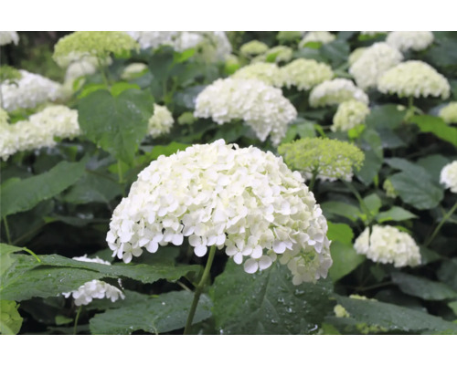 Närbild av vita hortensiablommor i trädgården