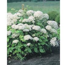 Syrenhortensia med vita blommor i trädgården.