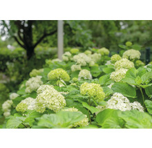 Blommande hortensior i trädgården
