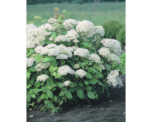 Blommande hortensia i trädgårdsrabatt