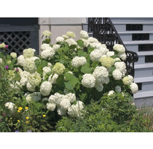 Hortensiabuske med vita blommor i trädgården