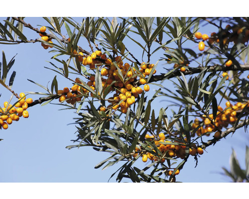 Gren av havtorn med bär och blad mot en blå himmel