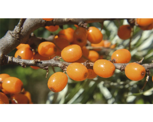 Havtornsbaer på en gren