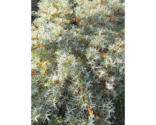 Havtornbuske med mogna bär