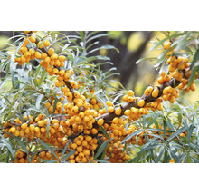 Havtornsgren med mogna bär