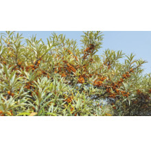 Havtorn buske med mogna bär