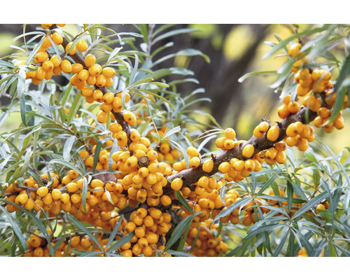 Gren med havtornsbär och blad