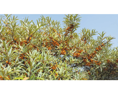 Havtornsbuske med många mogna bär