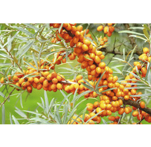 Havtornsgren med mogna bär