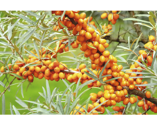 Havtornsgren med mogna bär