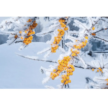 Gren med havtornsbär på vintern med snö