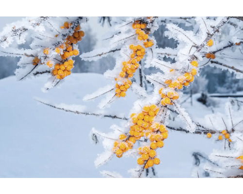 Gren med havtornsbär på vintern med snö