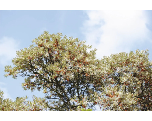 Havtornbuske med bär