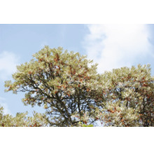 Havtornsbuske med bär och blad mot en blå himmel