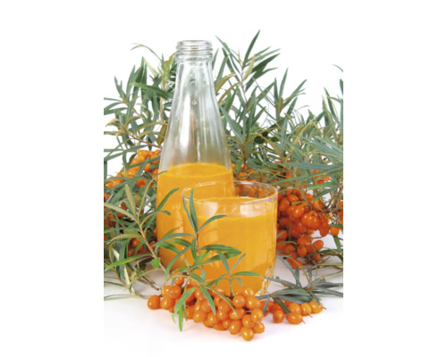 Havtornssaft i flaska och glas med färska havtornsbär och kvistar
