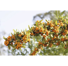 Gren med Pyracantha-frukter och blad