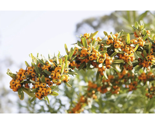 Gren med Pyracantha-frukter och blad
