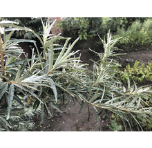 Gren av havtornväxt med blad och vattendroppar