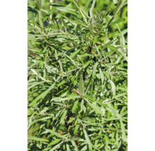 Närbild av ett havtorn med sina karakteristiska blad.