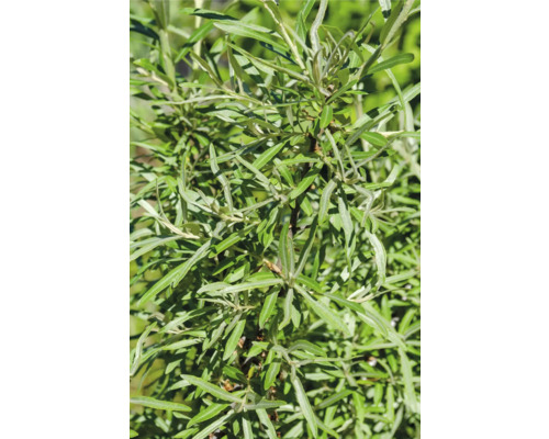 Närbild av ett havtorn med sina karakteristiska blad.