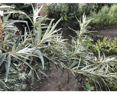 Gren av havtornväxt med blad