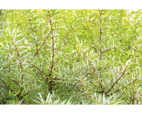 Närbild av havtorn med blad