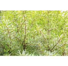 Närbild av ett havtornsträd med gröna blad.